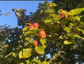 Community Apple Day Update