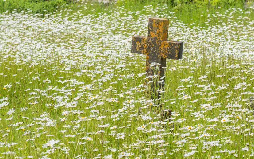 Cattistock Churchyard – Update